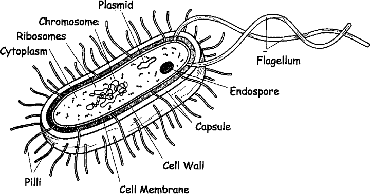 Prokaryote Diagram